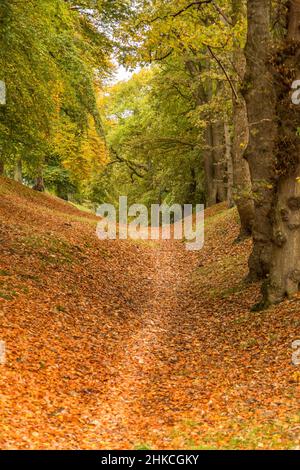 Un sentier déserté mène à travers les bois, tandis que les couleurs d'automne sont en spectacle Banque D'Images