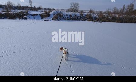 Jack Russell Terrier marchant dans la neige.Marcher le chien sur une laisse.Ralenti Banque D'Images