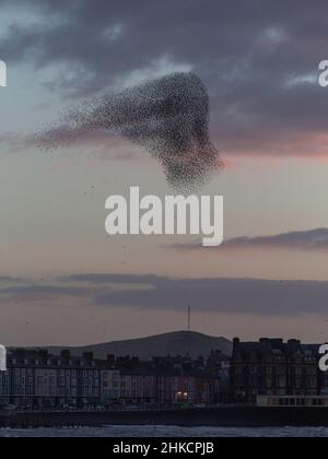 Murmure de Starling au-dessus d'Aberystwyth, pays de Galles. Banque D'Images