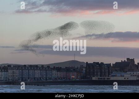 Murmures de Starling, pays de Galles du milieu, Ceredigion. Banque D'Images