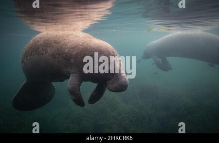 Un lamantin sous l'eau en Floride Banque D'Images