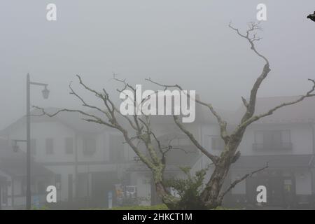 Japon, Hakone, Ashi Lake - un arbre en face de la maison s'avance dans beaucoup de brouillard Banque D'Images