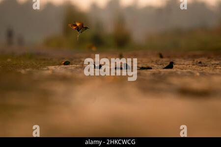 Arrière de l'abeille verte Banque D'Images