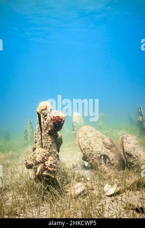 Un champ sous-marin de mussles de ventilateur (pinna nobilis), en sortant du fond sablonneux. Banque D'Images
