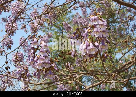 Fleur de lilas de l'arbre de Paulownia tomentosa Banque D'Images