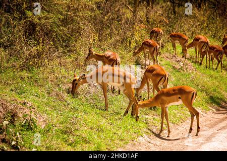 Vue d'un troupeau d'impalas qui paissent sur le bord de la route dans les srublands du parc national du lac Nakuru au Kenya Banque D'Images