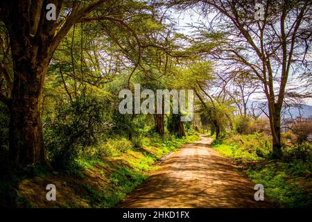 Vue sur la route de terre qui mène les touristes affamés de safari à travers le parc national de Lake Nakuru au Kenya Banque D'Images