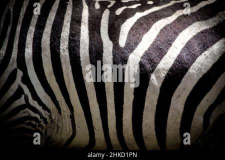 Belle vue rapprochée du ventre rayé noir et blanc d'un zèbre sauvage des plaines au Kenya Banque D'Images