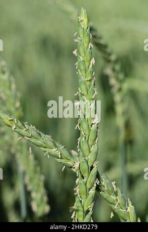 Blé vert avec pointe et grains au printemps sur le champ de blé en format vertical.Les petites fleurs jaunes du grain sont encore accrochées sur le g Banque D'Images