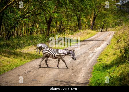 Belle vue d'un zèbre sauvage des plaines traversant une route de terre dans le parc national du lac Nakuru au Kenya, en Afrique de l'est Banque D'Images