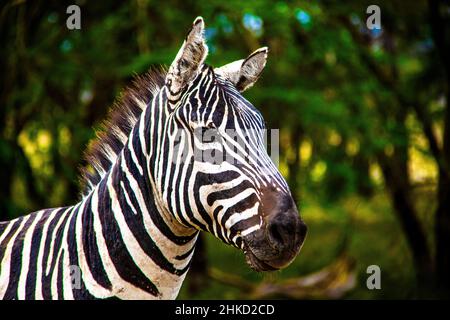 Vue en gros plan d'un zèbre sauvage des plaines au parc national du lac Nakuru au Kenya, en Afrique de l'est Banque D'Images