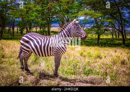 Belle vue d'un zébra de plaines solitaire debout devant une ligne d'arbres au parc national du lac Nakuru au Kenya, en Afrique de l'est Banque D'Images
