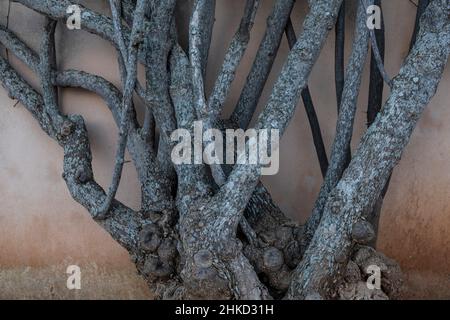 Branches d'une brousse, Calonge, Majorque, Iles Baléares, Espagne Banque D'Images