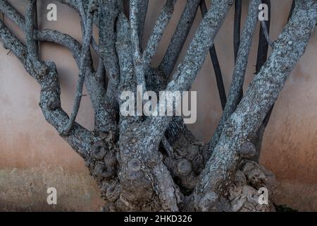 Branches d'une brousse, Calonge, Majorque, Iles Baléares, Espagne Banque D'Images