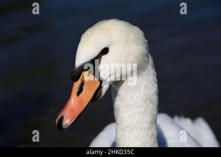 Gros plan de la tête et du cou d'un cygne blanc sur fond bleu.De nombreuses gouttes d'eau pendent encore sur le cygne Banque D'Images