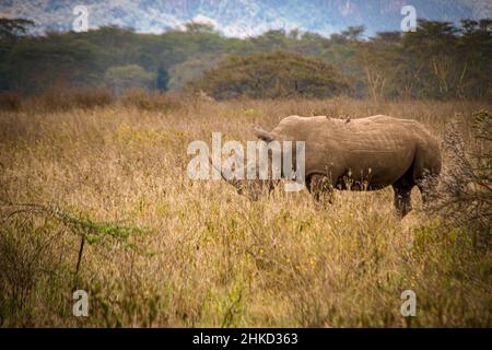 Vue d'un rhinocéros blanc mâle qui se balade dans les prairies de savane du parc national du lac Nakuru au Kenya Banque D'Images