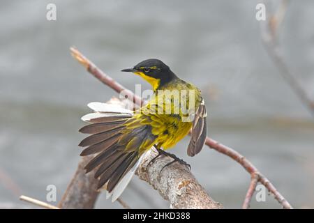 Yellow Wagtail, Motacilla flava pendant la migration en Israël Banque D'Images