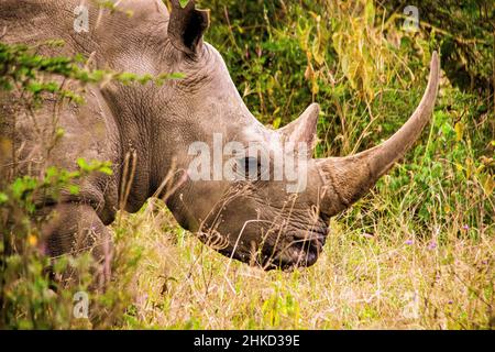 Vue rapprochée d'un rhinocéros blanc qui se balade dans les prairies de savane du parc national du lac Nakuru au Kenya Banque D'Images