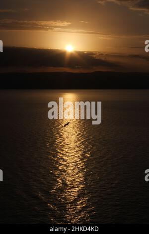 Un oiseau vole à travers un reflet du lever du soleil sur la surface de la mer de Galilée en Israël. Banque D'Images