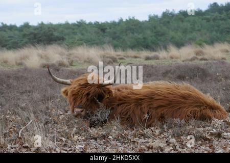 Un Scottish highlander est situé dans une lande balayée par le vent Banque D'Images