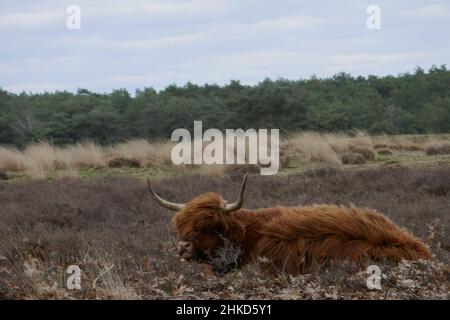 Un Scottish highlander est situé dans une lande balayée par le vent Banque D'Images