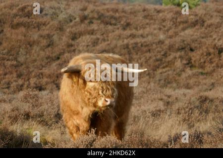 Un veau écossais highlander se tient au milieu d'un champ de bruyère. Banque D'Images