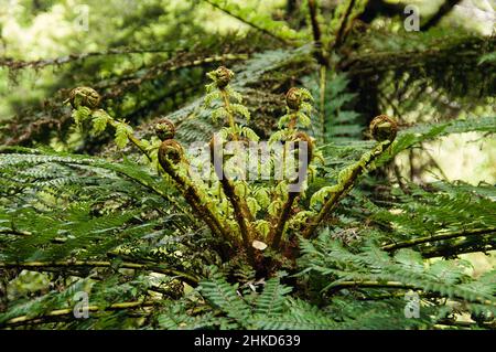 Des jeunes arbres foulent avec des feuilles en pleine fourrure dans la forêt tropicale du parc national de te Urewera, Île du Nord, Nouvelle-Zélande, bokeh de ferme Banque D'Images