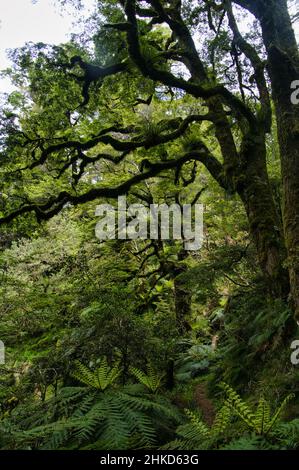 Arbres géants, presque menaçants, avec tronc et branches couverts de mousse en épiphytes, dans la forêt tropicale du parc national de te Urewera, en Nouvelle-Zélande Banque D'Images