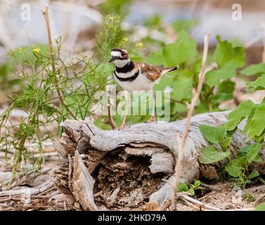 Gros plan sur un oiseau de Killdeer qui s'approche, qui se promeuille au sommet d'une bûche tombée entourée de plantes vertes qui poussent dans l'habitat sablonneux. Banque D'Images