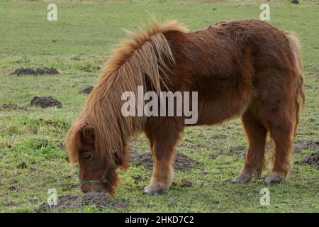 Le poney brun pâture dans la prairie. Vue de côté. Banque D'Images