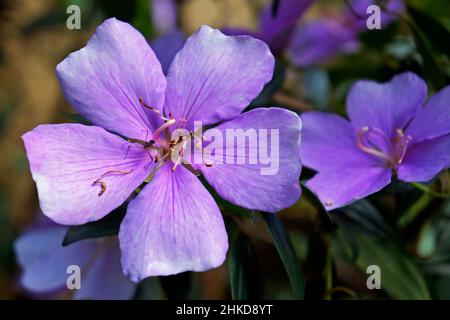 Fleurs de princesse Silverleafed (Tibouchina mutabilis) Banque D'Images