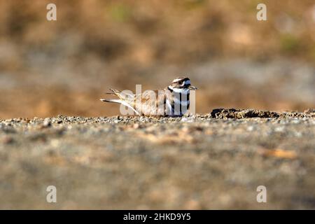 Gros plan d'un oiseau de Killdeer, une espèce nicheuse au sol, couché sur le sol le long d'une étendue plate de gravier terreux, photographié au niveau des yeux. Banque D'Images