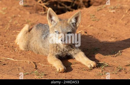 Panneau de Jackal à dos noir, parc national de Pilanesberg Banque D'Images