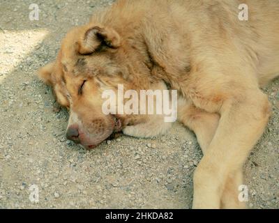 Chien rouge Shaggy dort sur un petit gravier dans la rue.Demi-chien. Banque D'Images