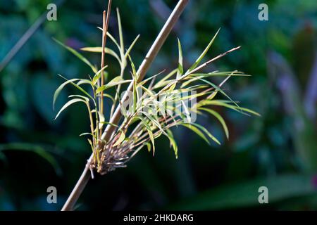 Pousses de bambou dans le jardin Banque D'Images