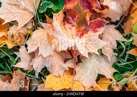 Feuilles d'automne aux couleurs vives avec dépoussiérage de givre.Automne automne feuille chute. Banque D'Images