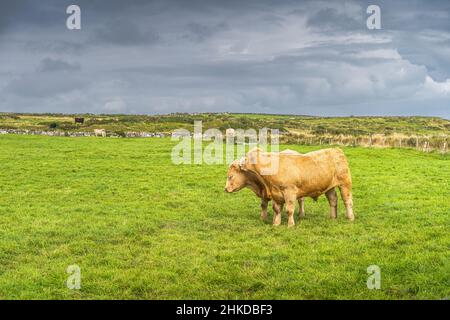 Deux vaches heureuses s'embrassant sur un terrain vert frais sur les falaises de Moher, Wild Atlantic Way, Comté de Clare, UNESCO, Irlande Banque D'Images