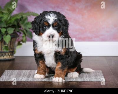 Mini-bernedoodle Puppy tricolore assis dans la chambre avec fond de mur violet. Regarder l'appareil photo Banque D'Images