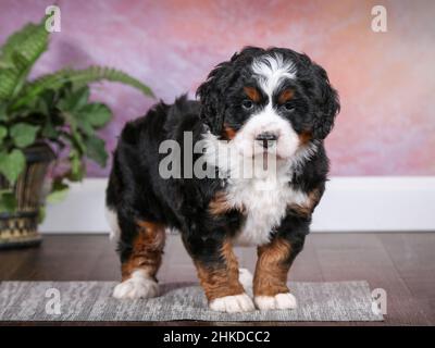 Mini-bernedoodle tricolore Puppy debout dans la chambre avec fond de mur violet. Regarder l'appareil photo Banque D'Images