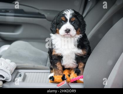 Mini Bernedoodle tricolore Puppy assis dans le siège passager d'une voiture avec plusieurs jouets Banque D'Images