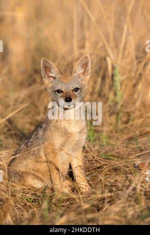 Panneau de Jackal à dos noir, parc national de Pilanesberg Banque D'Images