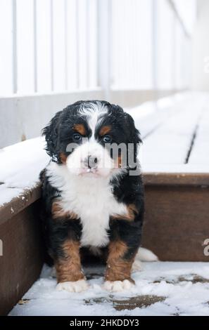 Mini-bernedoodle tricolore Puppy assis sur des marches de porche dans la neige. Regarder l'appareil photo. Banque D'Images