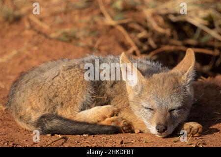 Panneau de Jackal à dos noir, parc national de Pilanesberg Banque D'Images