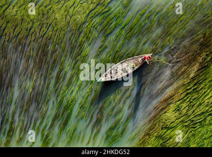 Vue aérienne du bateau faisant son chemin à travers les algues, Bogra, Bangladesh Banque D'Images