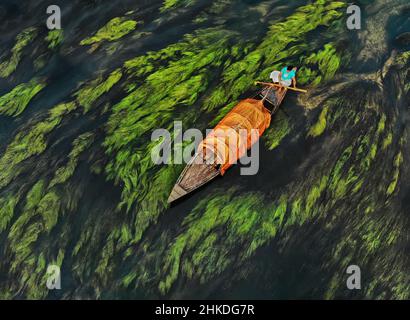 Vue aérienne du bateau faisant son chemin à travers les algues, Bogra, Bangladesh Banque D'Images