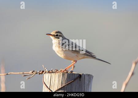 Pipit africaine (Anthus cinnamomeus rufuloides) perchée dans un vignoble au coucher du soleil, Robertson, Cap occidental, Afrique du Sud Banque D'Images