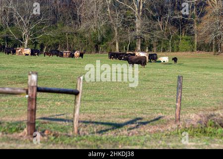 Troupeau de bovins de boucherie entourant les mangeoires de foin en arrière-plan avec une clôture en fil métallique au premier plan hors foyer. Banque D'Images