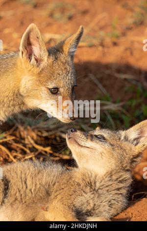 Panneau de Jackal à dos noir, parc national de Pilanesberg Banque D'Images