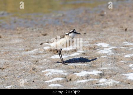 Pluvier de Kittlitz (Charadrius pecuarius) dans des marais salants, Langebaan, Cap-Occidental, Afrique du Sud Banque D'Images