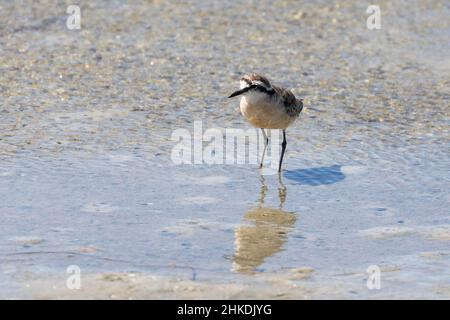 Pluvier de Kittlitz (Charadrius pecuarius) dans des marais salés, estuaire de la rivière Berg, Cap-Occidental, Afrique du Sud Banque D'Images